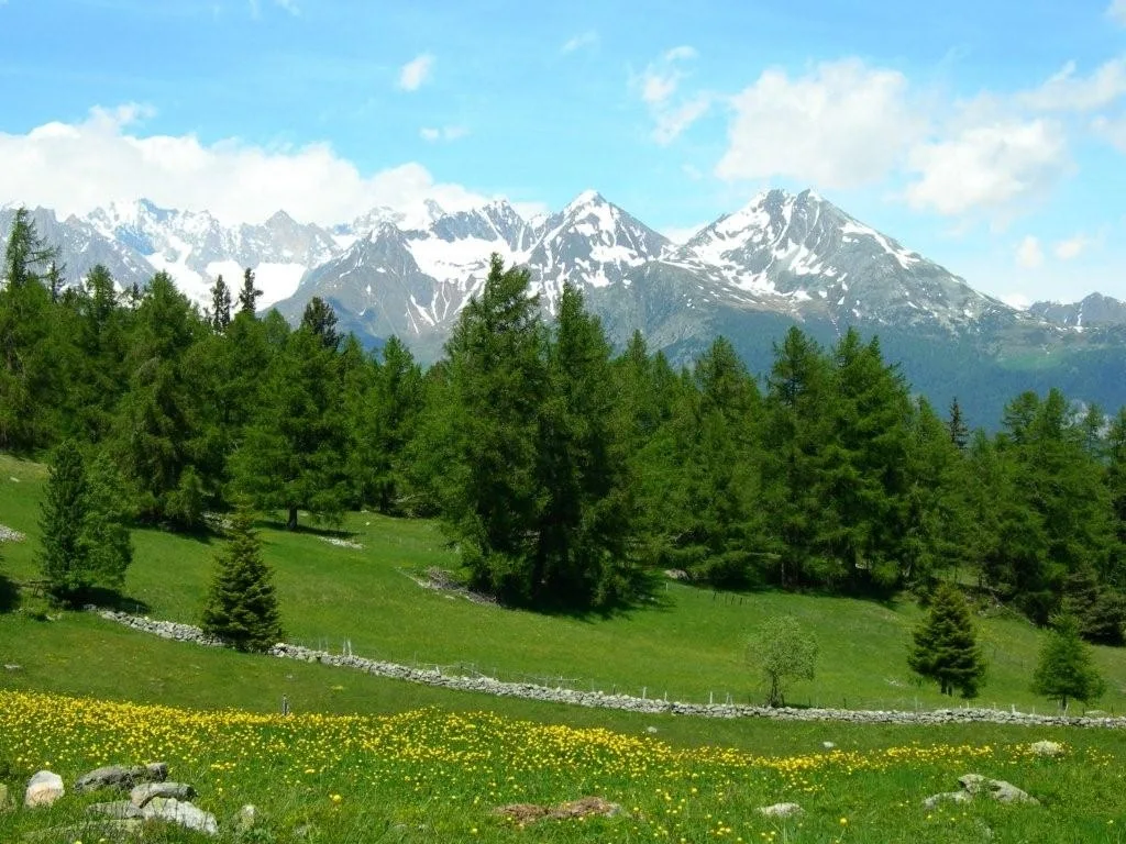 Grüne Alpenwiese mit gelben Wildblumen, Tannen und verschneiten Gipfeln