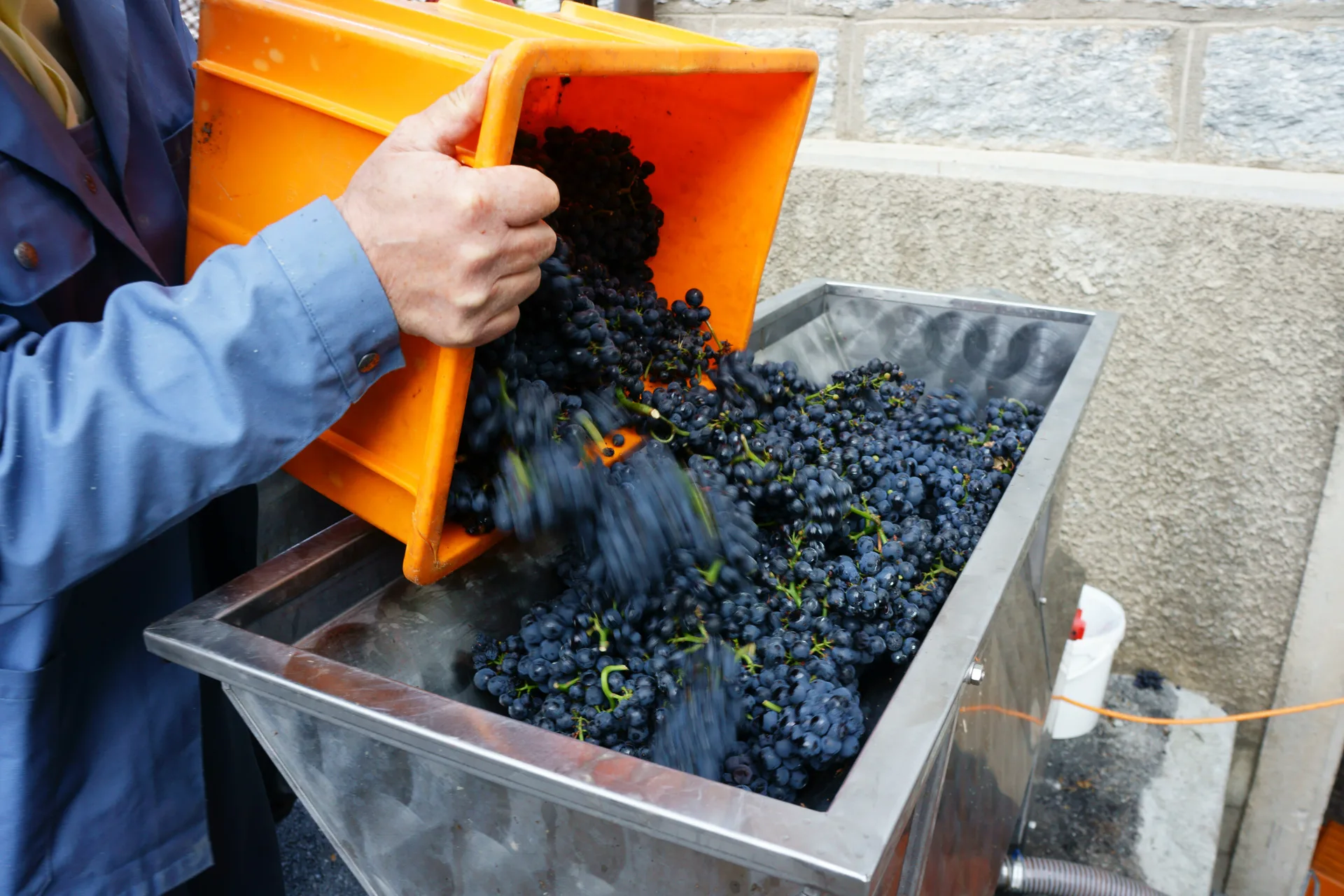 Winemaker pouring freshly harvested Pinot noir grapes into the crusher