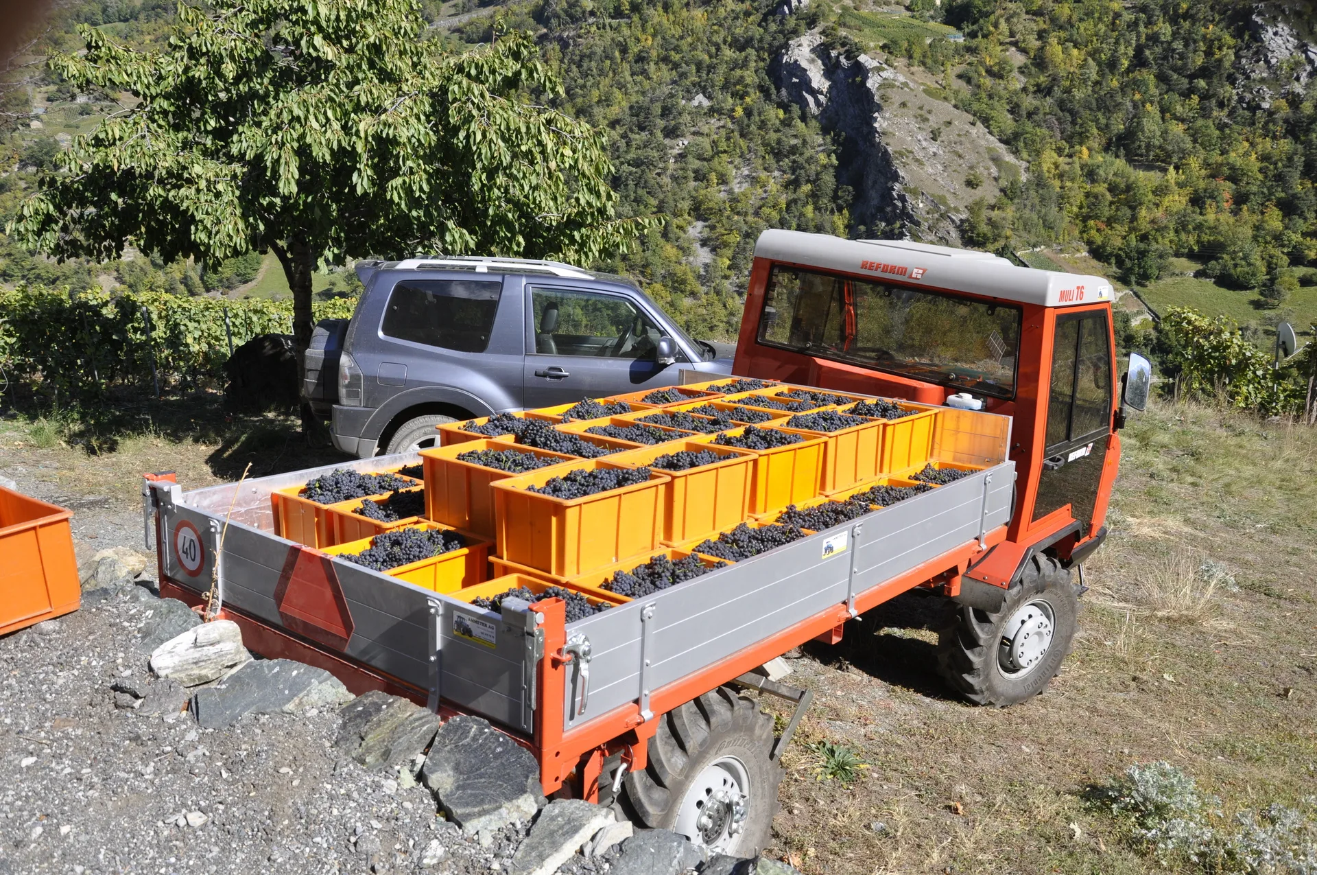 Erntemaschine mit Traubenkisten im Weinberg Riedboden, Wallis